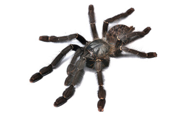 Closeup picture of the “Borneo Black Earth Tiger” tarantula Phormingochilus [Lampropelma] cf. arboricola (Araneae: Theraphosidae: Ornithoctoninae), a female spider photographed on white background.