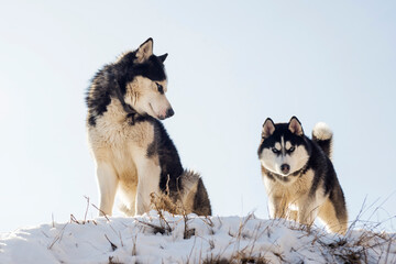 Two black and white Siberian huskys standing on a hill in the background of sky. Beautiful siberian husky dogs in winter