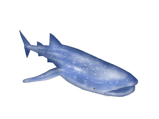 swimming whale shark isolated on white 