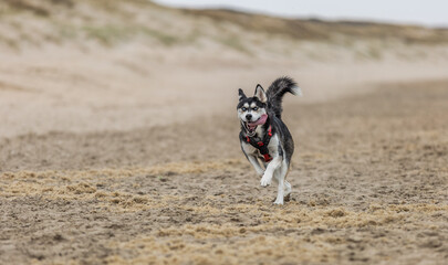 Close up portrait of beautiful young Siberian husky running on the beach with splashing sand and tongue hanging out of mouth looks with cheerful bright blue eyes against blurred background © photodigitaal.nl