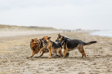 Close up of group of German Shepherds fighting on the beach looking angrily with pursed lips, bared teeth and splashing sand against blurred background