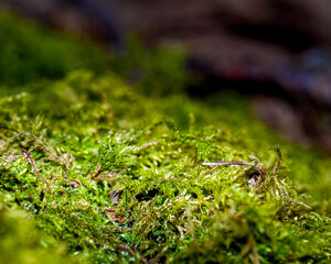 fir thorn and moss from from close