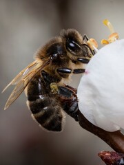 ABEJA RECOLECTANDO POLEN