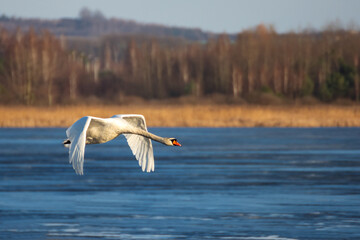 swan on the lake