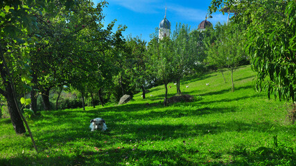 A sheepdog lying down in a tree shade in a rural countryside garden. In the backgroun, some chickens are grazing, and a church's bell tower shines into the sun. Romania, traditional rural landscape.