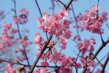 Pink cherry blossom in flower