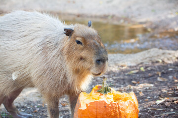 Capybara Eating