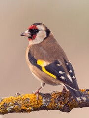 JILGUERO CARDUELIS CARDUELIS