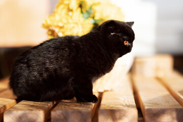 Britisch Kurzhaar Kitten Katze schwarzer Panther - edel Luxus