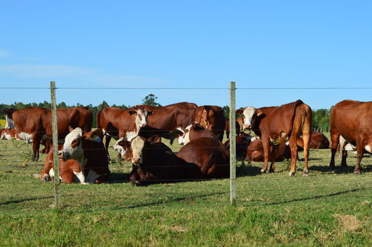 Vaca Uruguaya marr&oacute;n - Hereford American Cow
