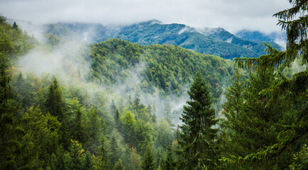 View at coniferous forest after rain with clouds, fog and mist