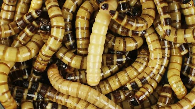 Superworm, worm, zofobas (Zophobas morio), larvae on a background.