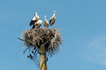 a family of four storks stand on a large nest against a background of blue sky and clouds. A large stork nest on an electric concrete pole. the stork is a symbol of Belarus