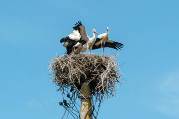 a family of four storks stand on a large nest against a background of blue sky and clouds. A large stork nest on an electric concrete pole. the stork is a symbol of Belarus