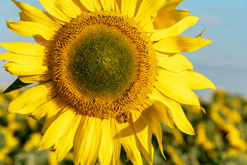 Obraz premium A large sunflower close-up against a blue sky.
