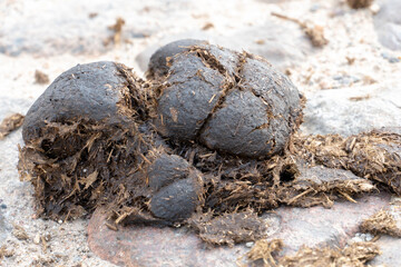 A pile of horse droppings is lying on the road. A horse shat on the paving stones. natural fertilizer. Eco-friendly agriculture.