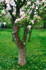 Fototapeta na wymiar Pinkish flowers of an apple-tree on a twig.