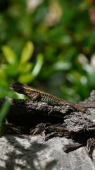 gecko o lagartija reposado sobre el tronco de un arbol tomando sol