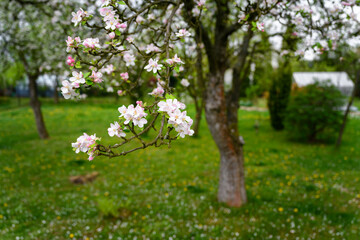 Fototapeta na wymiar Pinkish flowers of an apple-tree on a twig.