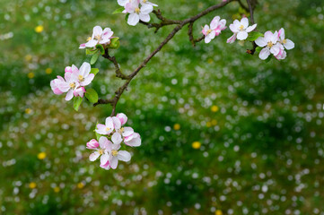 Pinkish flowers of an apple-tree on a twig.