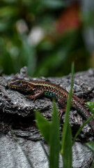 gekko descansando sobre el tronco de un arbol en la patagonia argentina