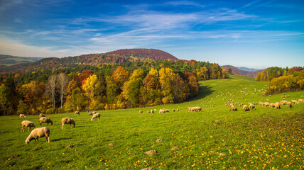 Herd of sheep eating grass on meadow in autumn with colorful forest 