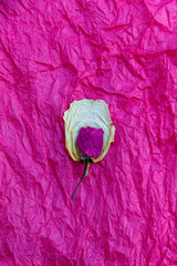 dried rose petal