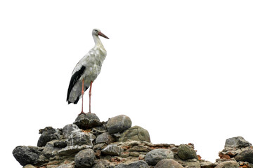 A large white stork stands on a pile of rocks. A nest for storks in the ruins of an old castle. The stork is a symbol of a free and independent Belarus.