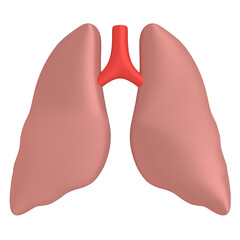 Lungs - anatomical concept