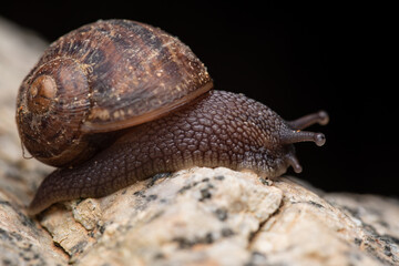 Snail moving in the night