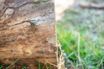A large beetle with long whiskers sits on a log. The bronze pine Barbel monochamus crawls along the trunk of a tree. The beetle is a pest for coniferous forests. Damage to industrial logging.