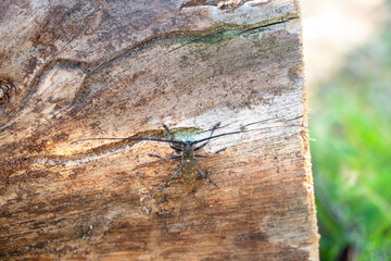 A large beetle with long whiskers sits on a log. The bronze pine Barbel monochamus crawls along the trunk of a tree. The beetle is a pest for coniferous forests. Damage to industrial logging.