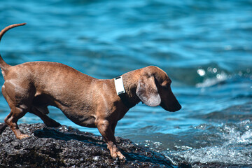 perro salchicha sobre una roca del lago nahuel huapi en bariloche argentina - obrazy, fototapety, plakaty