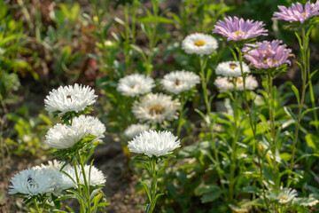 Garden with different kinds of flowers. Flower meadow or clearing. Industrial cultivation of flowers. White asters and marigolds.