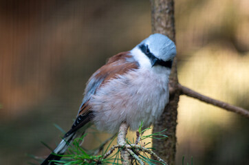 Tiere in der Natur