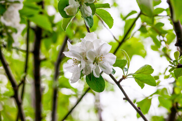 White flowers of apple trees bloom on a branch. Close-up. The concept of spring, summer, flowering, holiday.