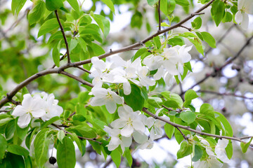 White flowers of cherry trees bloom on a branch. Close-up. The concept of spring, summer, flowering, holiday.