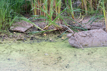 dirty water in the river. Environmental pollution. Discharge of garbage and waste water into water bodies. The world problem of drinking water pollution.