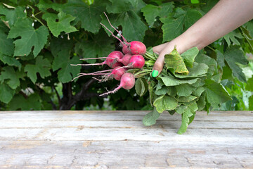 Radish, a bunch of radishes in a woman's hand. Radish harvest concept.
