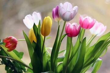 Blumenstrauss mit bunten Tulpen
