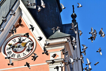 Eine Schar Tauben fliegt hoch oben am Kirchturm vorbei