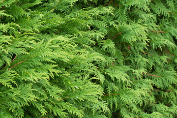 thuja green is a modern background for a gardening website. thuja branches close-up on a sunny day.