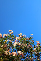 Pastel pink oleander flowers in a garden. Selective focus.