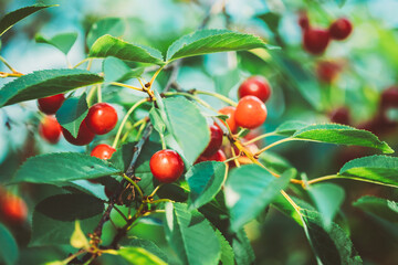 Red Ripe Cherry Berries Prunus subg. Cerasus on tree In Summer Vegetable Garden