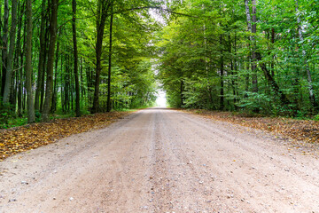 Unusual colorful autumn forest and dirt road. High dynamic range. The forest in bright and rich colors.
