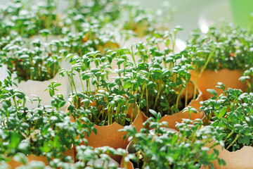 Fototapeta na wymiar cress seedling in an egg. planting seedlings in eggshells and growing useful micro-greenery at home