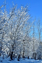 Als seien die Zweige und Äste mit Wattebällchen geschmückt  -es ist aber der Neuschnee
