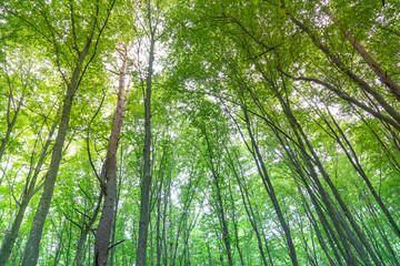 Fototapeta premium Unusual colorful autumn forest. Straight and long tree trunks shoot into the sky towards the sun. Forest landscape on a sunny summer day.