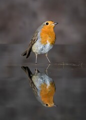 PETIRROJO ERITHACUS RUBECULA
