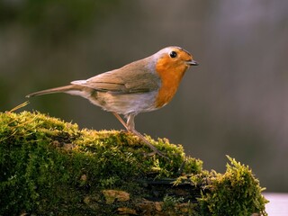 PETIRROJO ERITHACUS RUBECULA
